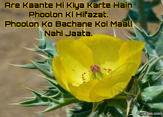 Phool SHAYARI “Kaante Hi Kiya Karte Hain Phoolon Ki Hifazat”