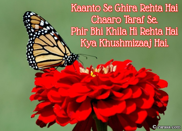 Phool SHAYARI “Phir Bhi Khila Hi Rehta Hai Kya Khushmizaaj Hai”