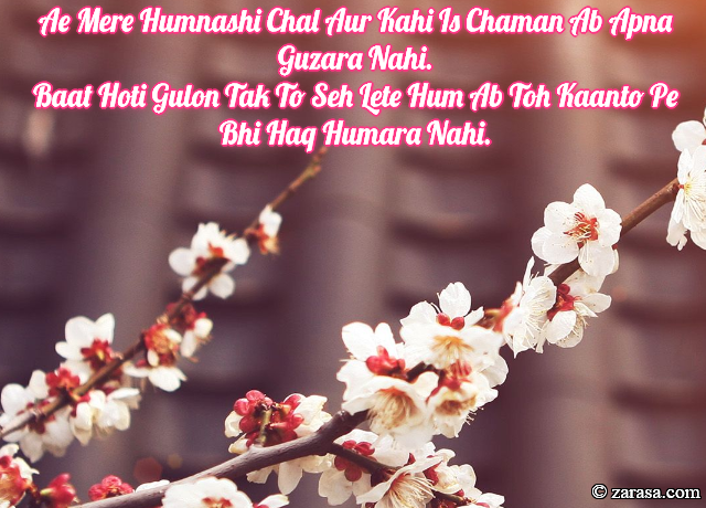 Phool SHAYARI “Ab Toh Kaanto Pe Bhi Haq Humara Nahi”